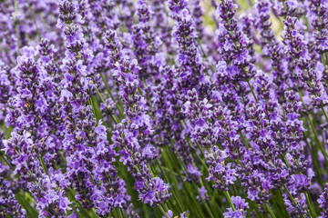 Obraz premium Bushes of lavender on a summer day