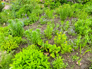 Fototapeta na wymiar Green flowerbed in a garden