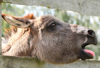 Cute grey donkey on the farm and wooden fence