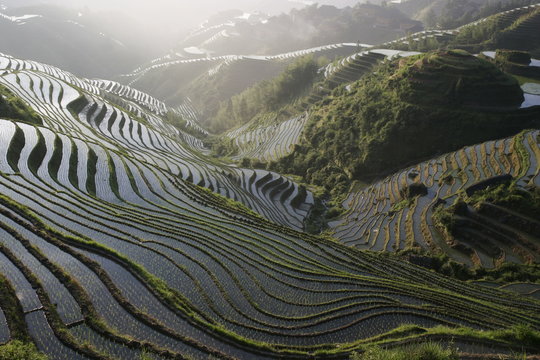Sunrise in June, Longsheng terraced ricefields, Guangxi Province, China