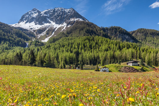 Sommerwiese in Kasern im Hinteren Ahrntal