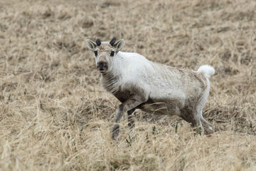 Obraz premium female wild reindeer on the tundra in the early spring on a clou