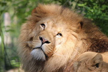 Lion, portrait