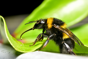 Close up of Bee with tongue out