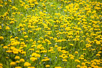 Blumenwiese mit Löwenzahn (Taraxacum)