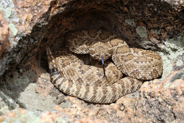 Great Basin Rattlesnake - Crotalus oreganus lutosus
