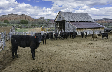 Cows in the fence of farm