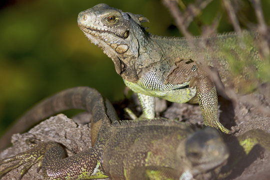 Iguanas on Ile Royale, French Guiana