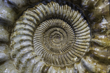 Beautiful crustacean fossil 