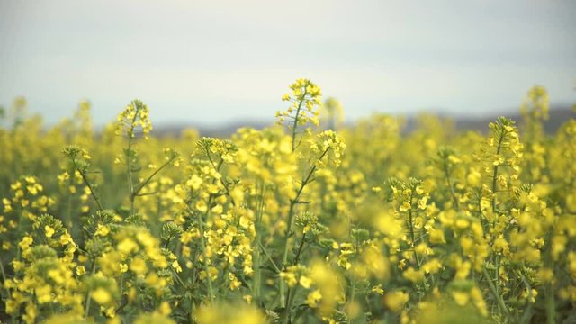 Yellow wildflowers, Flowering rapeseed field