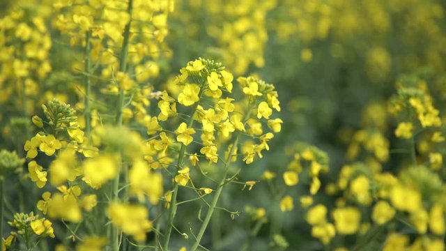 Yellow wildflowers, Flowering rapeseed field