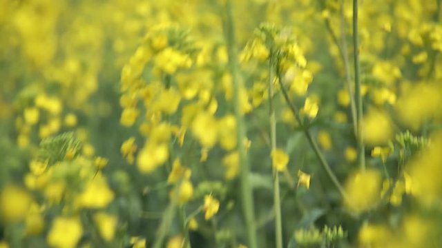 Yellow wildflowers, Flowering rapeseed field