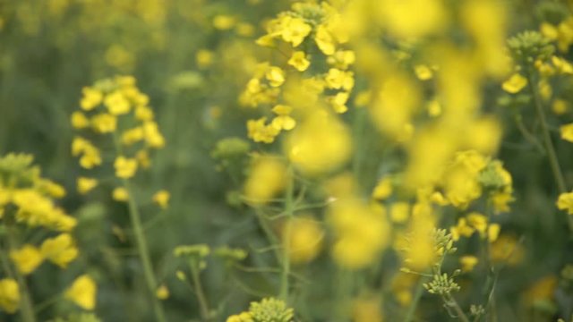 Yellow wildflowers, Flowering rapeseed field