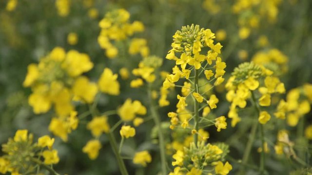 Yellow wildflowers, Flowering rapeseed field