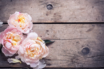 Tender pink peonies flowers on aged wooden background. Flat lay.