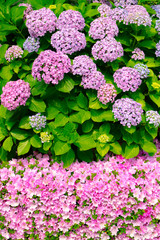 紫陽花とサツキツツジ