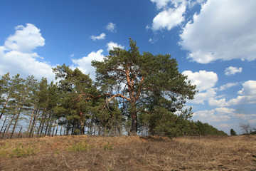 Pines on an edge