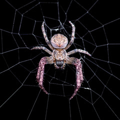 Scary Spider on Dark Background