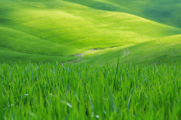 Typical Tuscany landscape springtime at sunrise