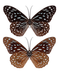 Butterfly insect isolated