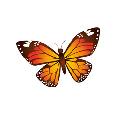 Fototapeta na wymiar butterfly isolated design 