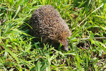 Hedgehog on the green grass 