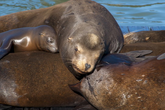 Sealions, Pier 39, San Francisco, California