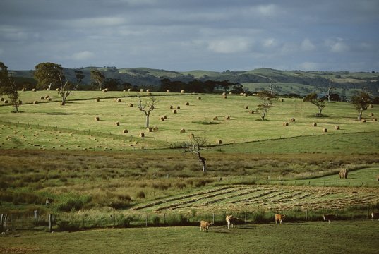 Farmland near Willunga, Fleurieu Peninsula, south of Adelaide, South Australia