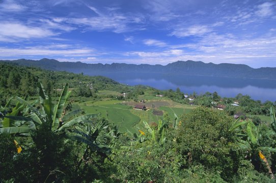 Rice terraces on eastern shore of crater lake, Lake Maninjau, West Sumatra, Sumatra, Indonesia