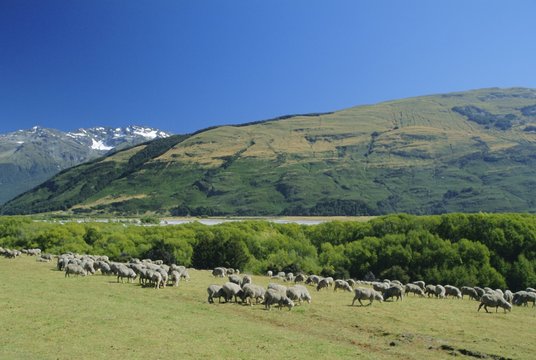 Sheep grazing in the Rees River valley near Glenochry at the northern tip of Lake Wakatipu, western Otago, South Island, New Zealand