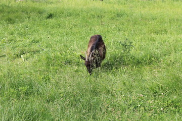Small goat on pasture 