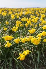 Obraz premium Daffodil fields 