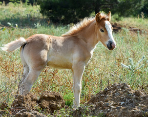 Obraz premium Baby horse isolated. Filly standing on grass. 