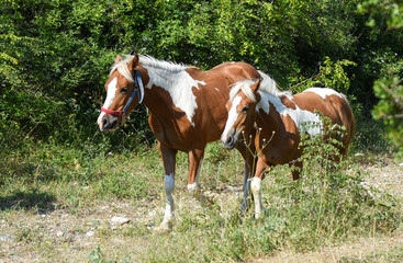 Fototapeta na wymiar Two horses walking on footpath.