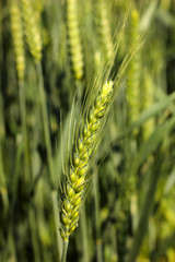 Close up of the green wheat ear with shallow depth of field