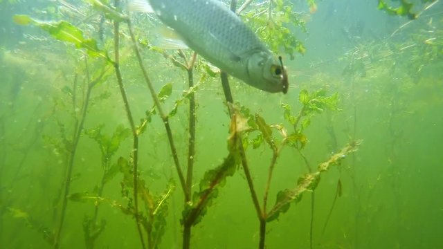 Catch of fish. Common Roach on the hook. Underwater video from fresh water lake. Outdoor sports and leisure. Animals in nature.