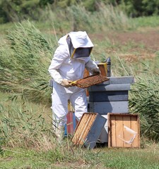 beekeeper with protective suit during harvesting honey and many