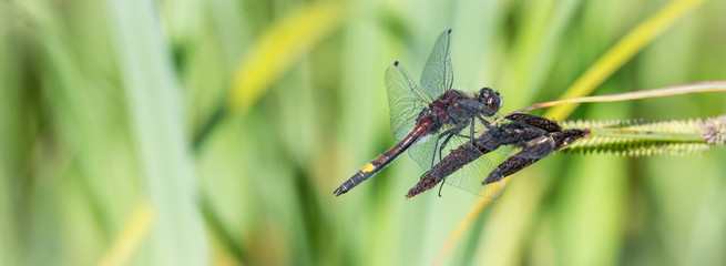 Große Moosjungfer (Leucorrhinia pectoralis) Männchen auf Schilfgras am Tümpel