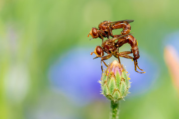 Gemeine Breitstirnblasenkopffliege (Sicus ferrugineus) Pärchen bei der Paarung