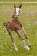 A young foal with a big white blaze and four white socks running head-on in a pasture.