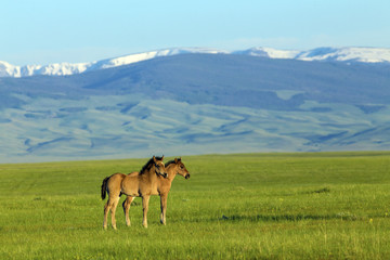 young horses-Rocky Mountains, Wyoming