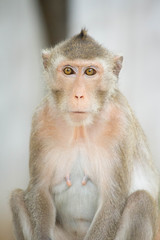 Fototapeta premium サルのポートレート 