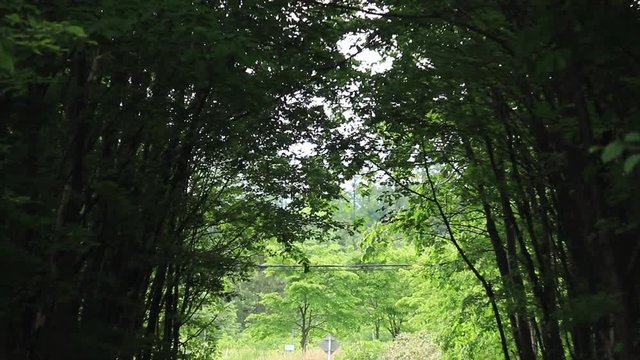 緑のトンネル