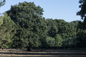 Bosco di sabaudia