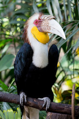 Wreathed Hornbill stand on the branch