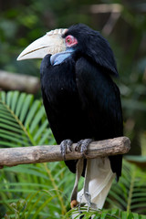 Wreathed Hornbill stand on the branch