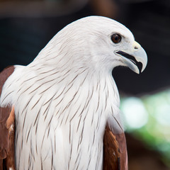 Red Tailed Hawk