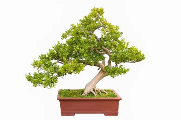 Wall murals Bonsai green bonsai tree of chinese littleleaf box