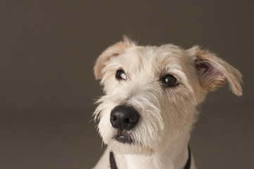 Thinking dog - Jack Russell Terrier