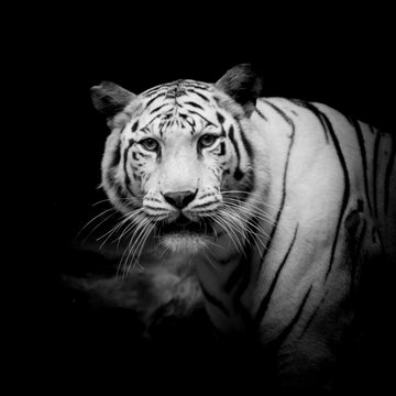 Black & White Tiger
